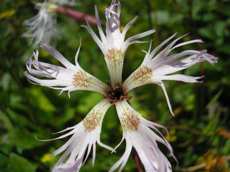 Microbotryum superbum on Dianthus superbus